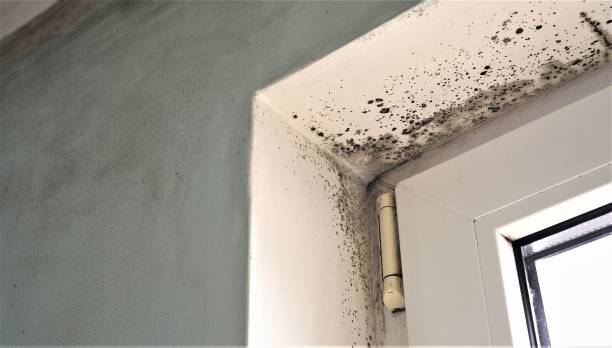 Best Water Damage & Mold Remediation  in Philomath, OR