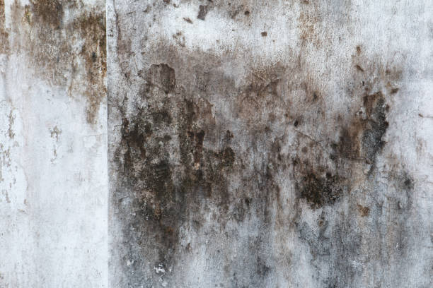 Best Attic Mold Removal  in Philomath, OR