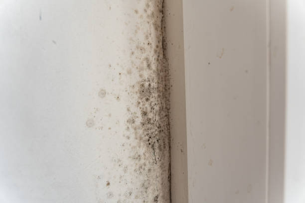 Best Residential Mold Inspection & Testing  in Philomath, OR